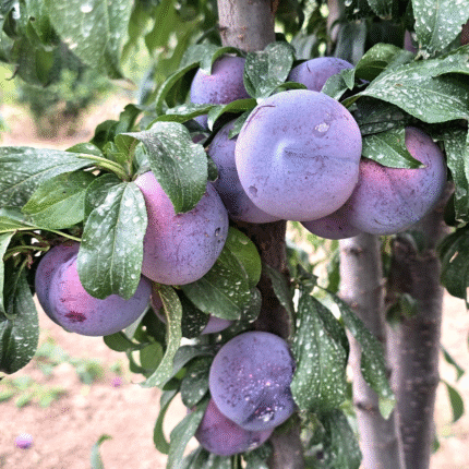 Black Amber Plum (2 kg)