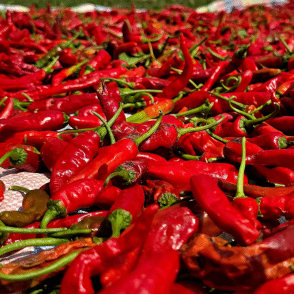 Kashmiri Red Chilli