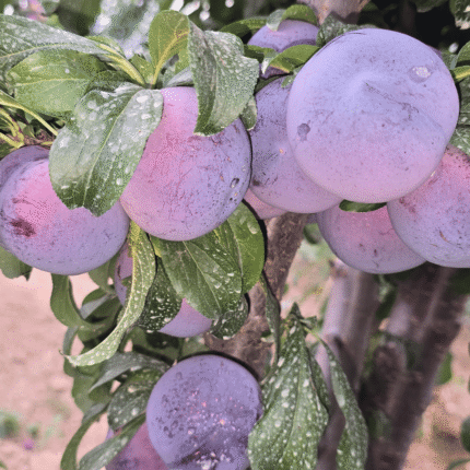 Black Amber Plum